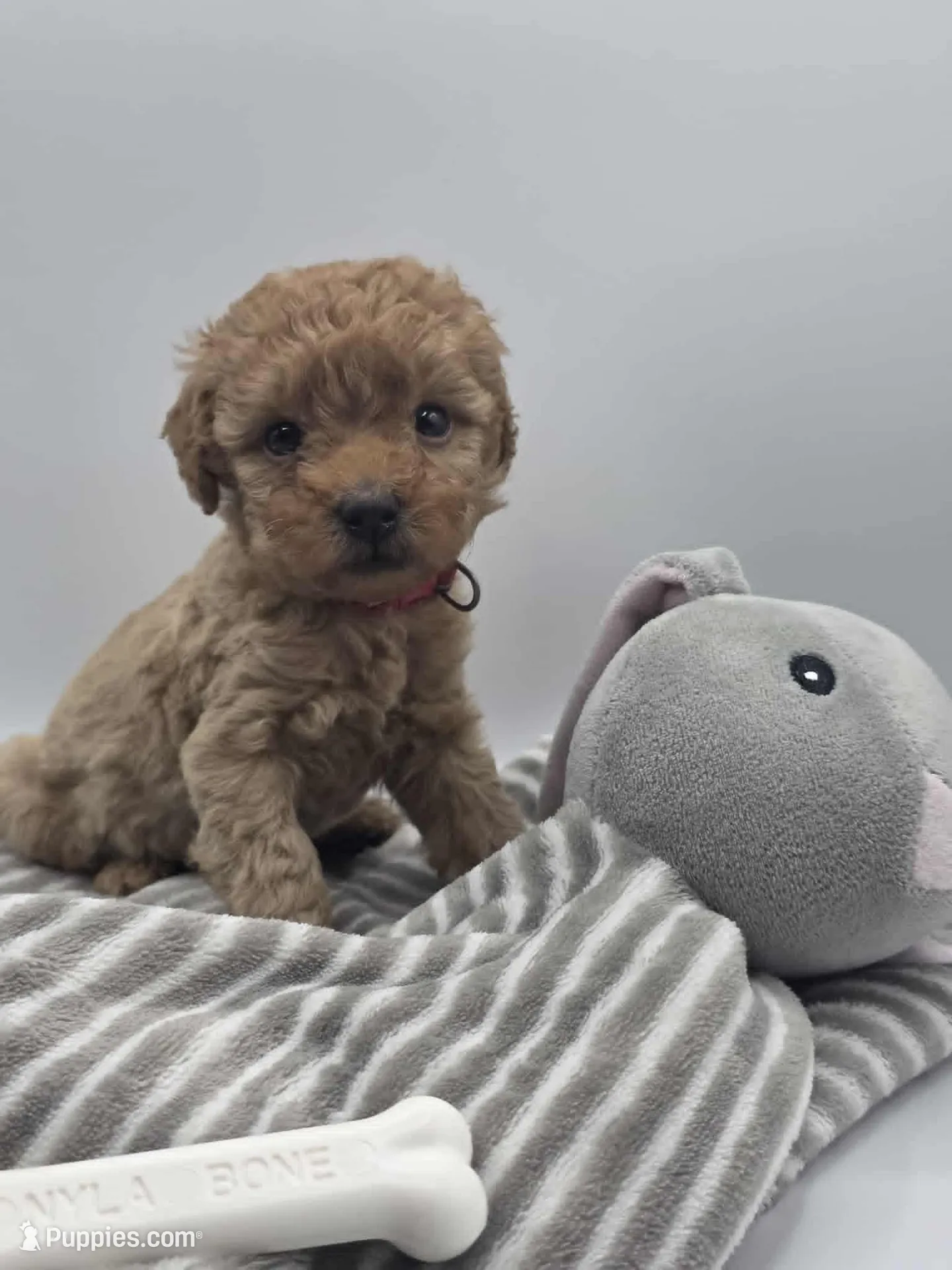 AKC Teddy, a male Poodle - Toy  for sale in Danville, PA – Photo 1 of 10