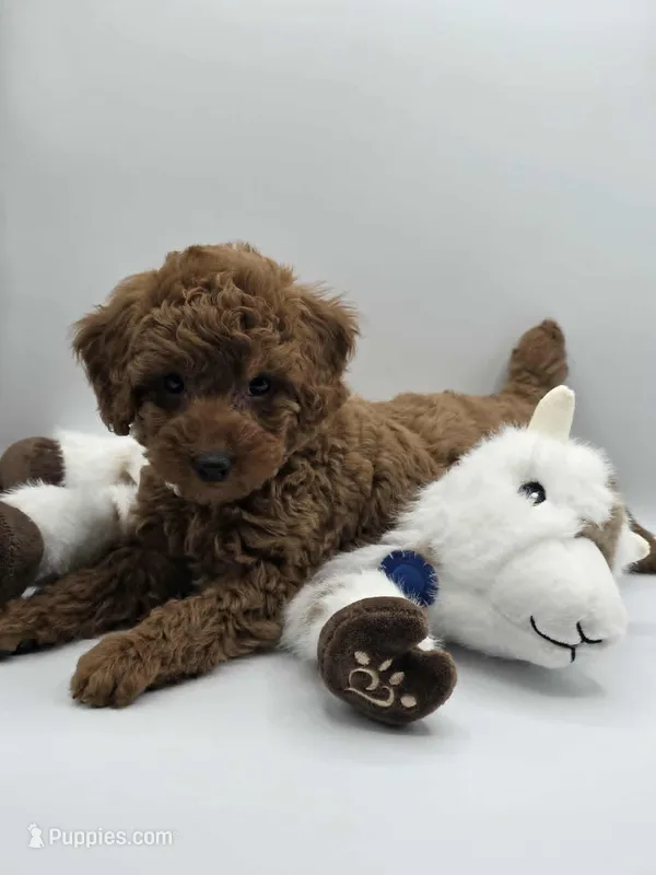 AKC Genevive – Poodle - Miniature  puppy for sale in Danville, PA