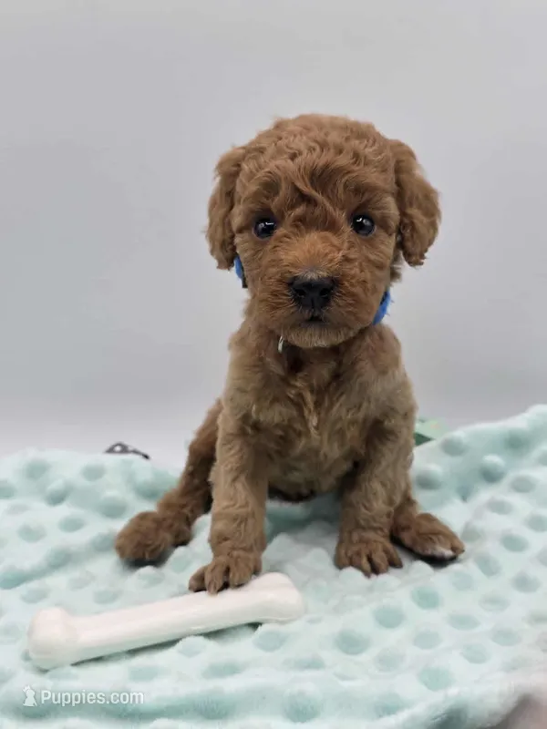 AKC Milo – Poodle - Toy  puppy for sale in Danville, PA