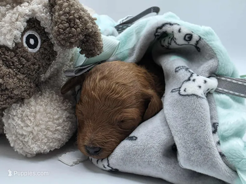 AKC Gus – Poodle - Toy  puppy for sale in Danville, PA