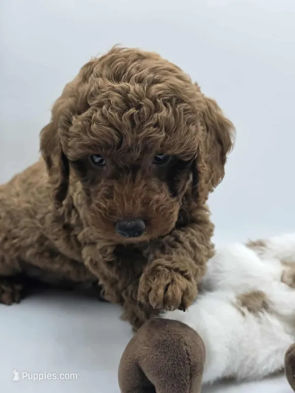 AKC Duke – Poodle - Miniature  puppy for sale in Danville, PA