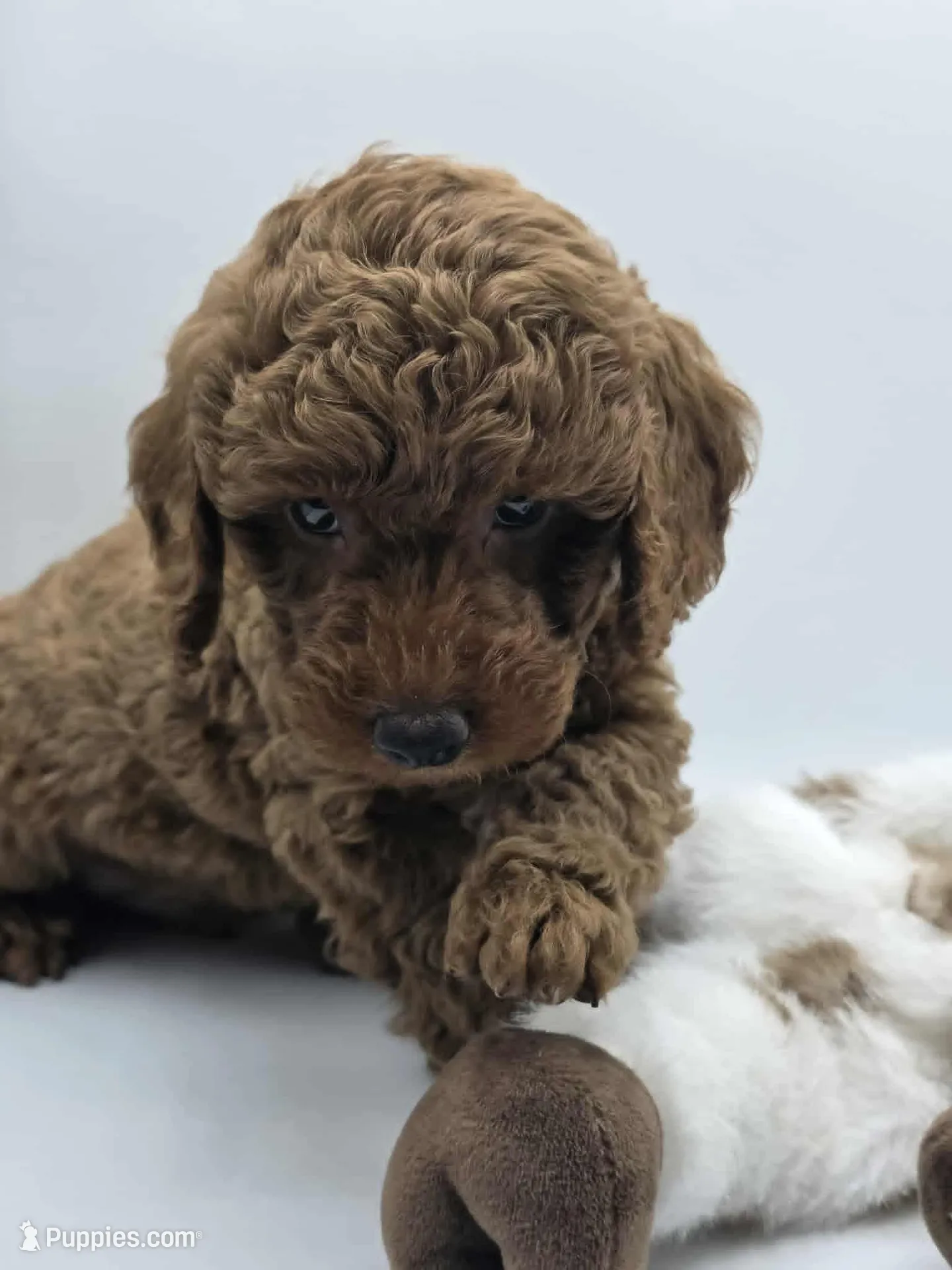AKC Duke, a male Poodle - Miniature  for sale in Danville, PA – 3 of 10