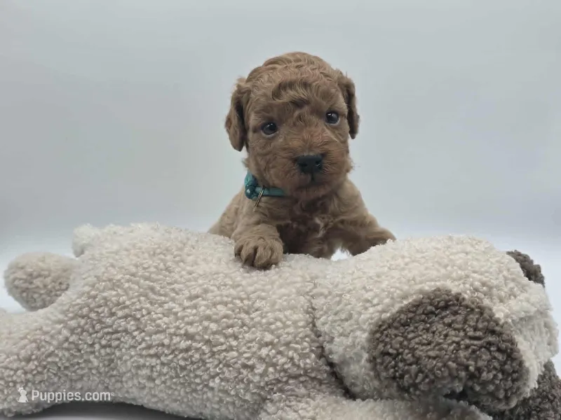 AKC Kingsley – Poodle - Toy  puppy for sale in Danville, PA