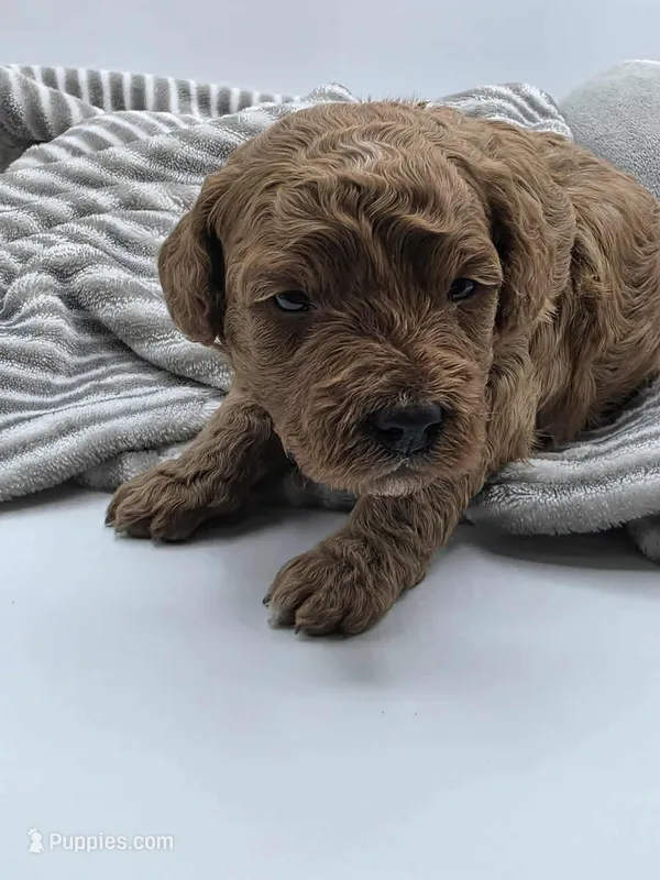 AKC Bella – Poodle - Miniature  puppy for sale in Danville, PA