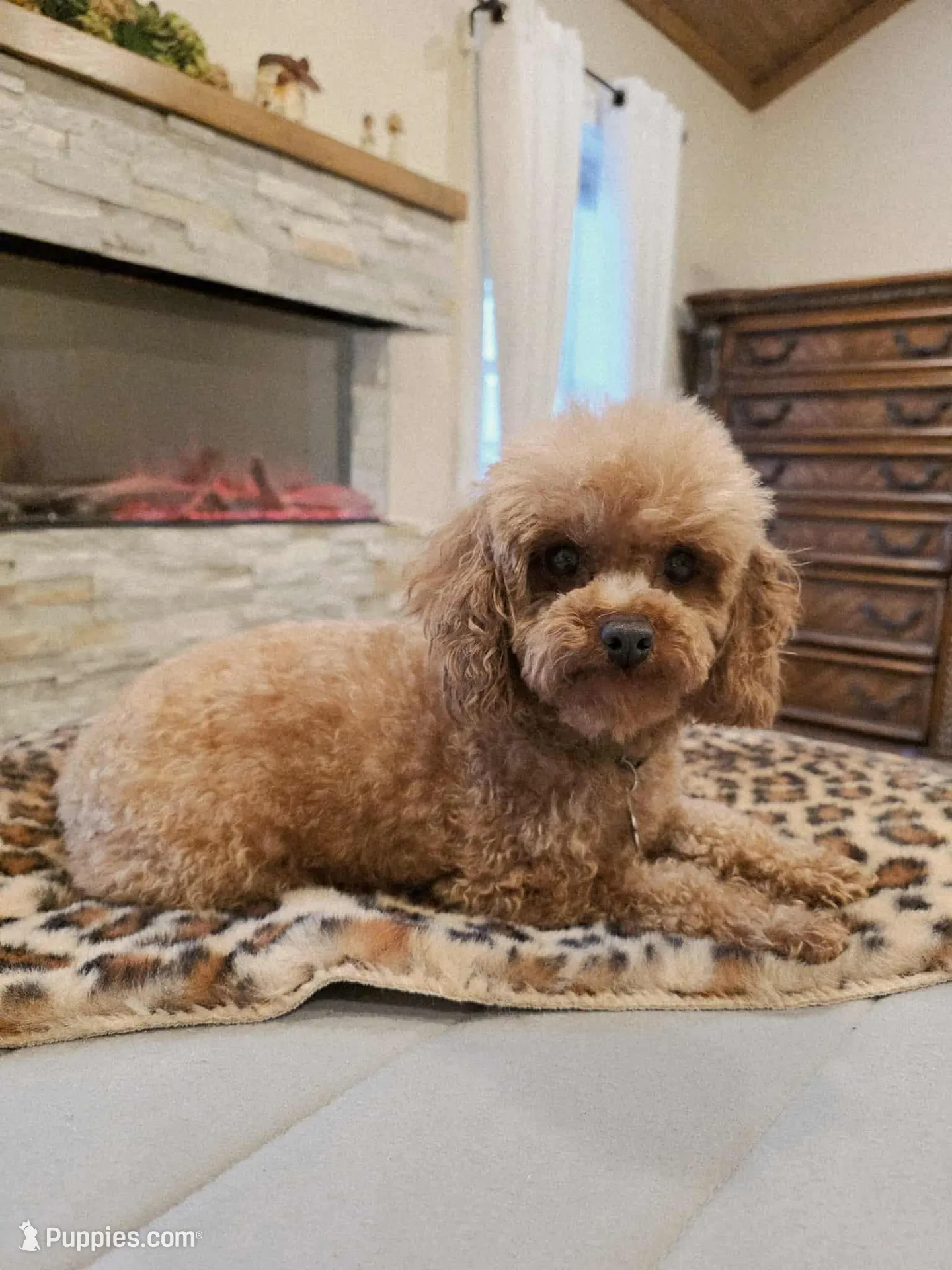 AKC Kingsley, a male Poodle - Toy  for sale in Danville, PA – Photo 8 of 10