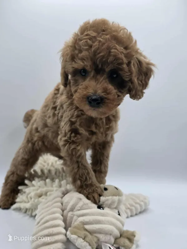 AKC Milo – Poodle - Toy  puppy for sale in Danville, PA