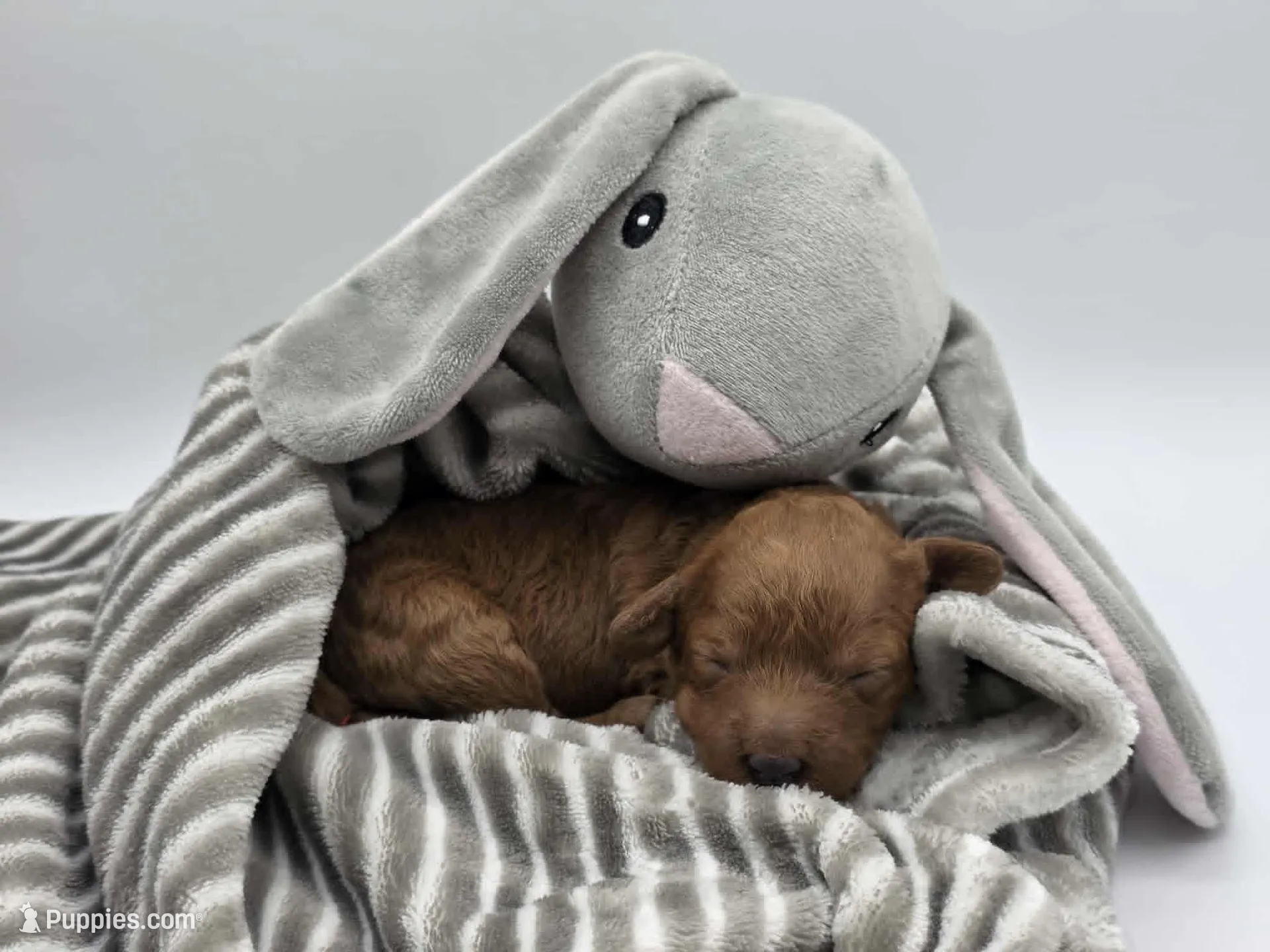 AKC Genevive, a female Poodle - Miniature  for sale in Danville, PA – Photo 3 of 10