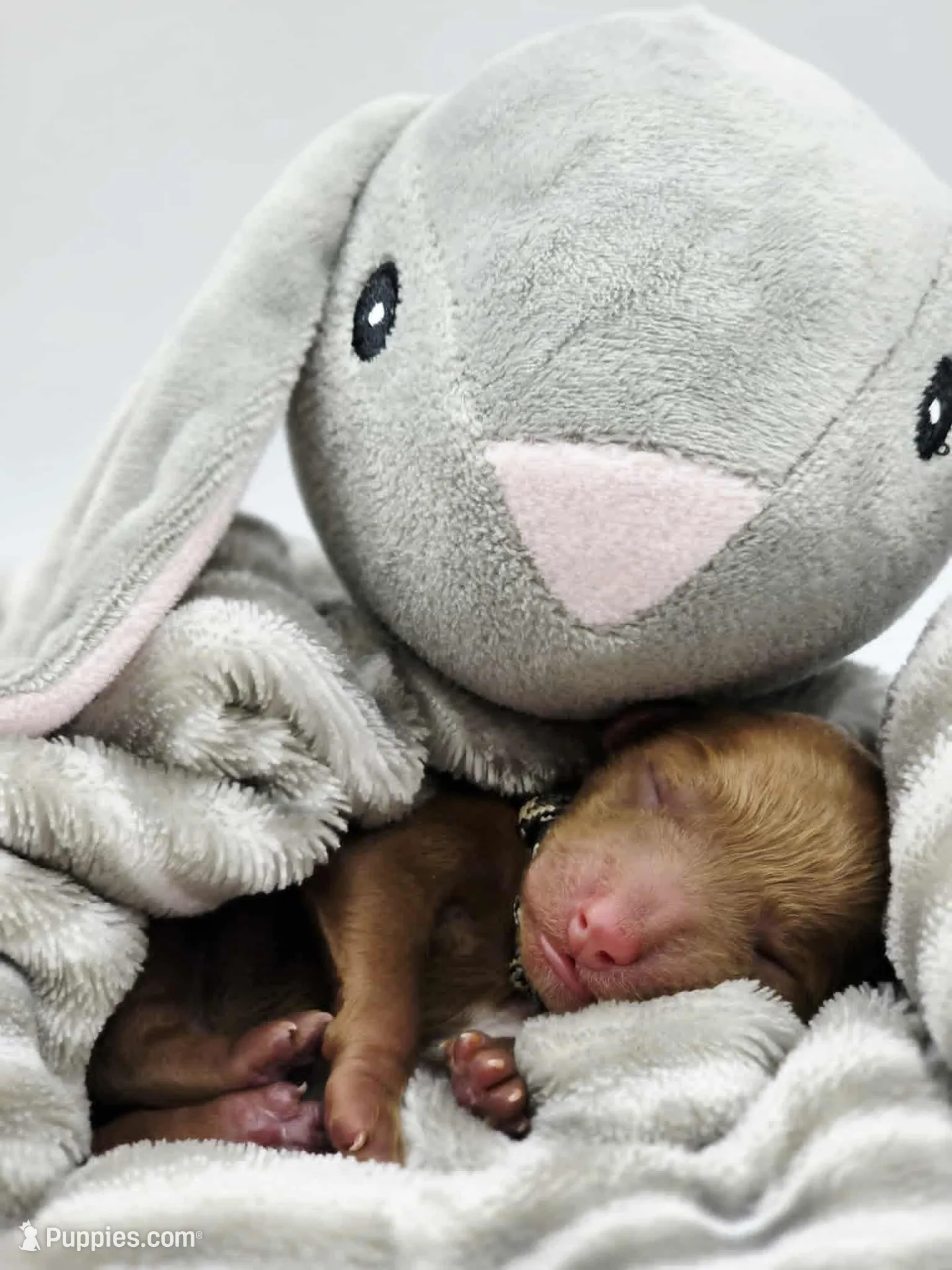 AKC Duke, a male Poodle - Miniature  for sale in Danville, PA – Photo 4 of 10