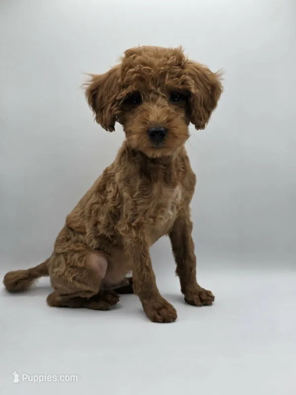 AKC Gus – Poodle - Toy  puppy for sale in Danville, PA
