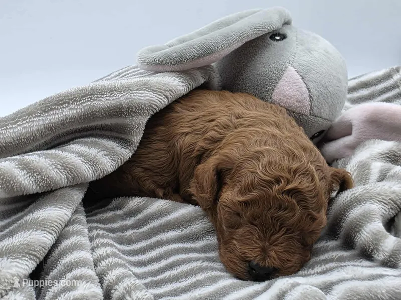 AKC Duchess – Poodle - Toy  puppy for sale in Danville, PA