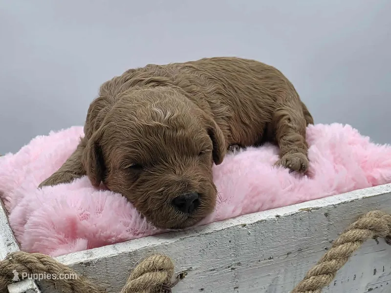 AKC Bella – Poodle - Miniature  puppy for sale in Danville, PA