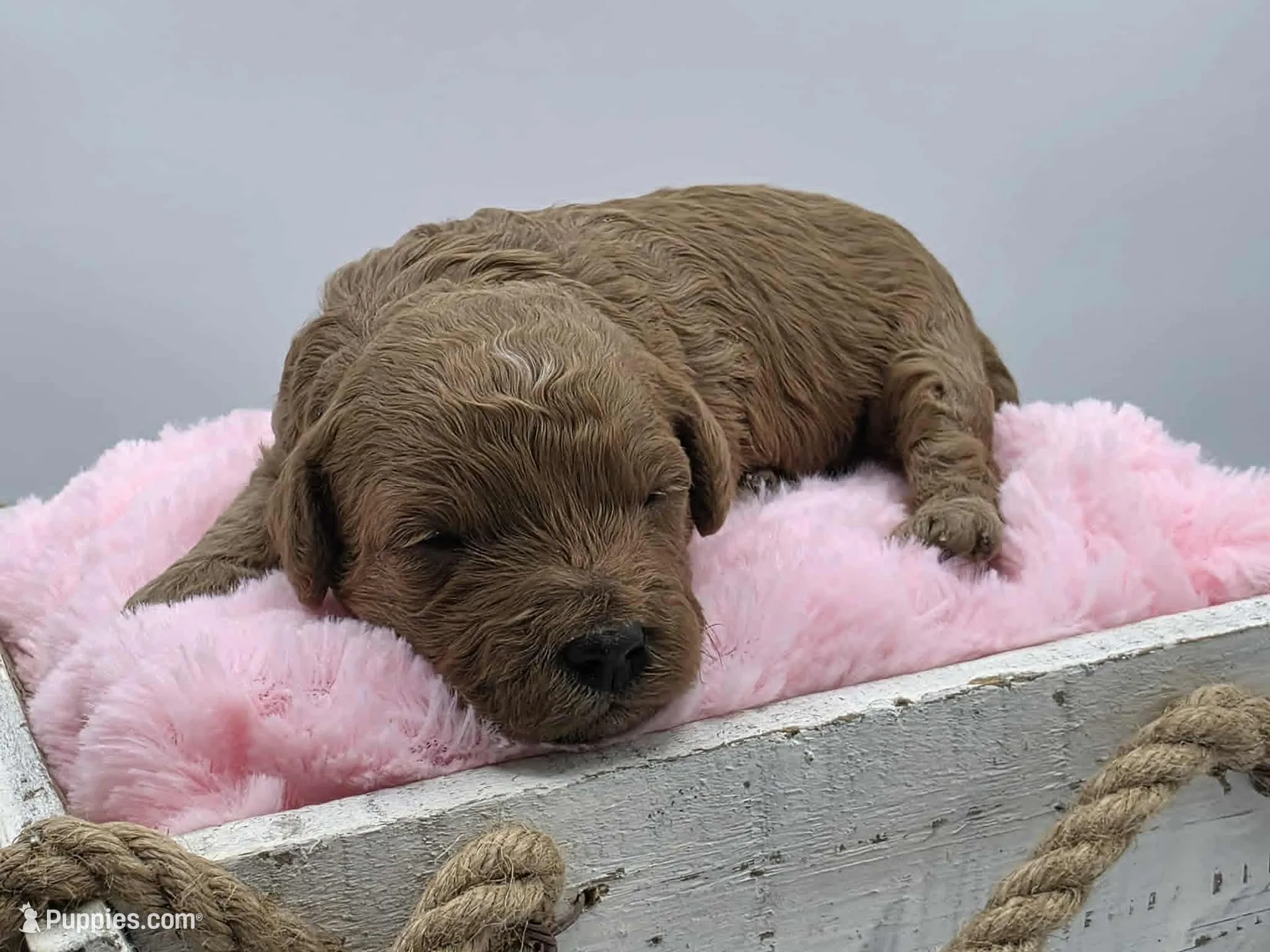 AKC Bella, a female Poodle - Miniature  for sale in Danville, PA – Photo 1 of 10