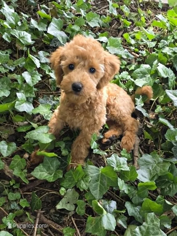 AKC Gus – Poodle - Toy  puppy for sale in Danville, PA