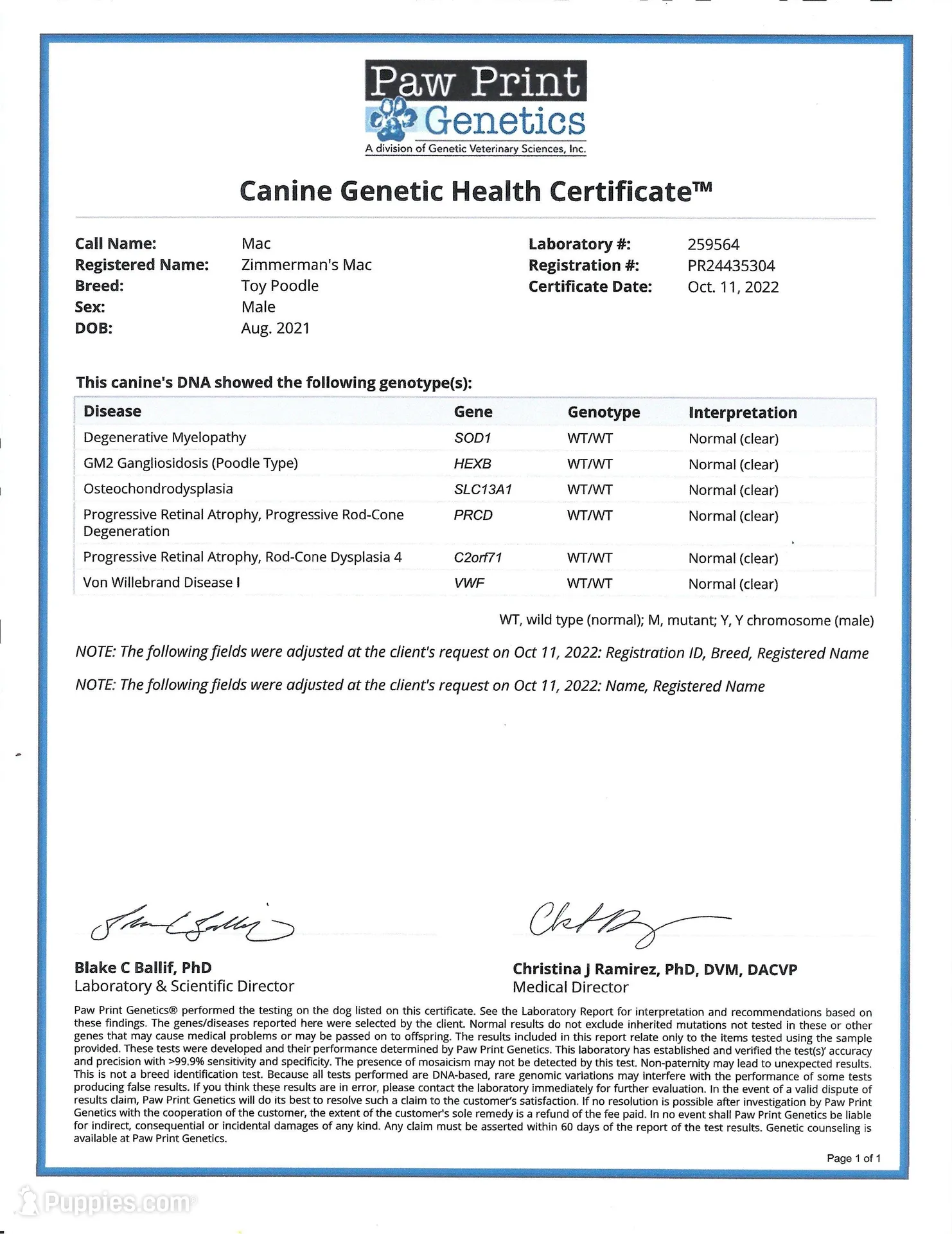 AKC Romeo, a male Poodle - Miniature  for sale in Danville, PA – Photo 10 of 10