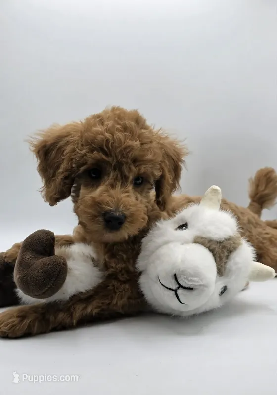 AKC Milo – Poodle - Toy  puppy for sale in Danville, PA