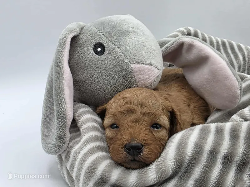 AKC Teddy – Poodle - Toy  puppy for sale in Danville, PA