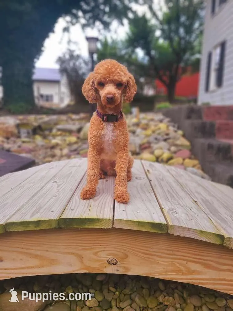 AKC Bella, a female Poodle - Miniature  for sale in Danville, PA – Photo 8 of 10