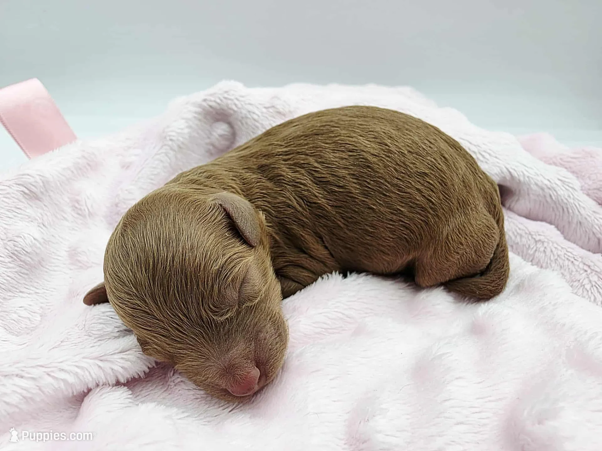 AKC Duchess, a male Poodle - Toy  for sale in Danville, PA – Photo 4 of 10