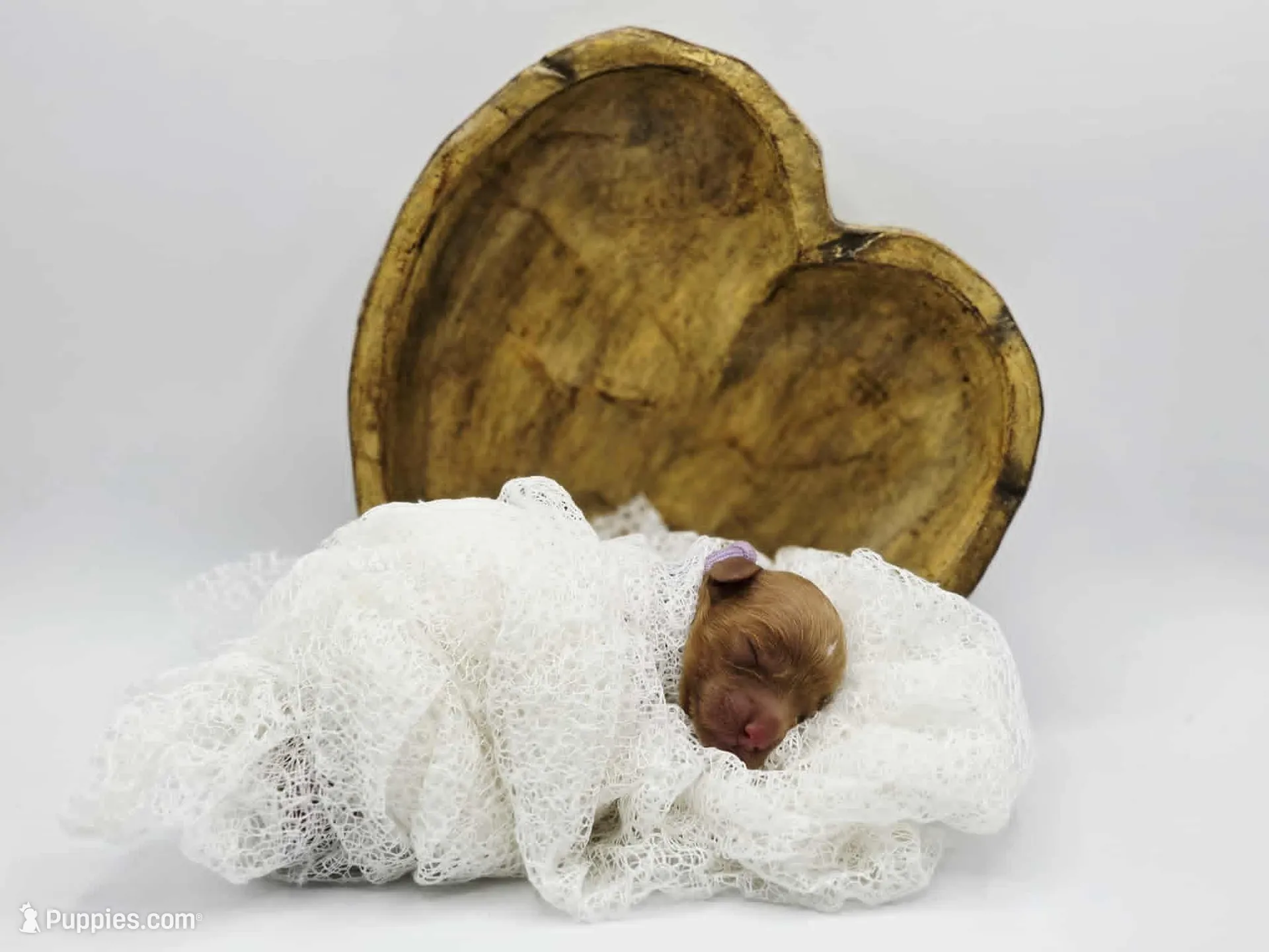 AKC Bella, a female Poodle - Miniature  for sale in Danville, PA – Photo 4 of 10