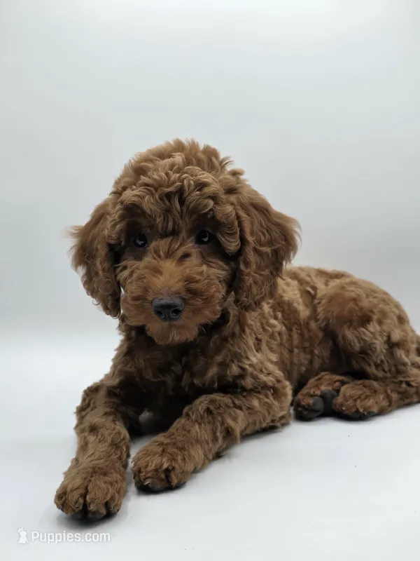 AKC Duke – Poodle - Miniature  puppy for sale in Danville, PA