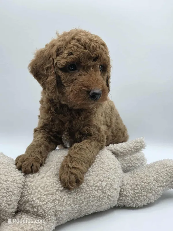 AKC Duke – Poodle - Miniature  puppy for sale in Danville, PA