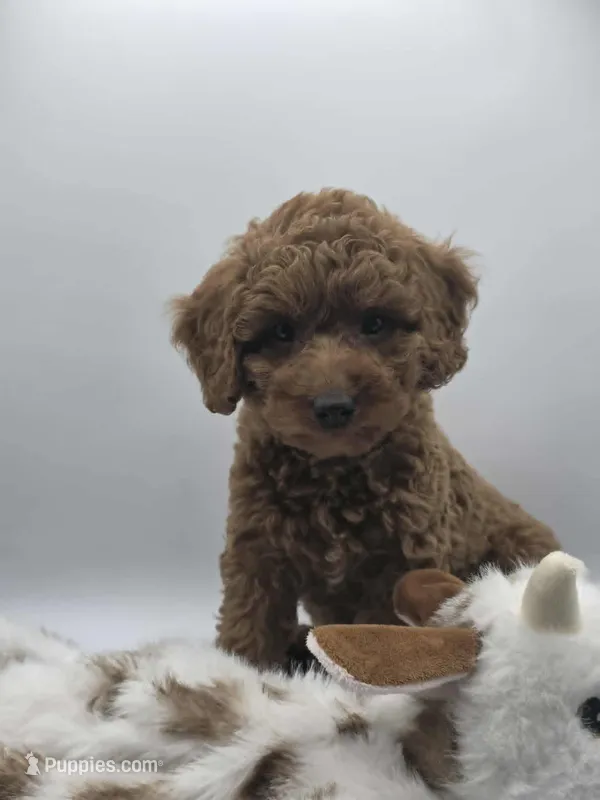 AKC Genevive – Poodle - Miniature  puppy for sale in Danville, PA