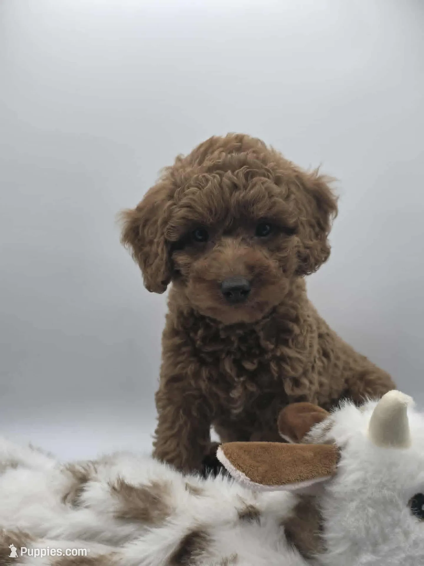 AKC Genevive, a female Poodle - Miniature  for sale in Danville, PA – 1 of 10