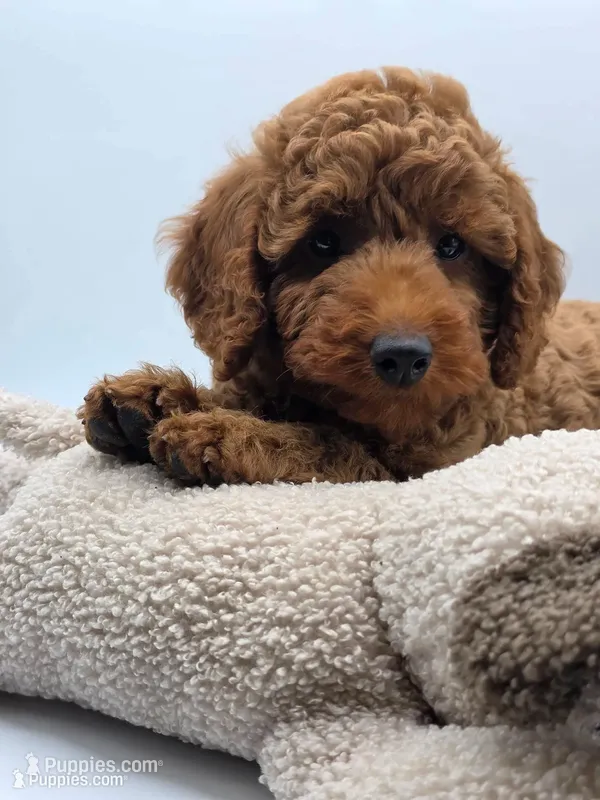 AKC Duke – Poodle - Miniature  puppy for sale in Danville, PA