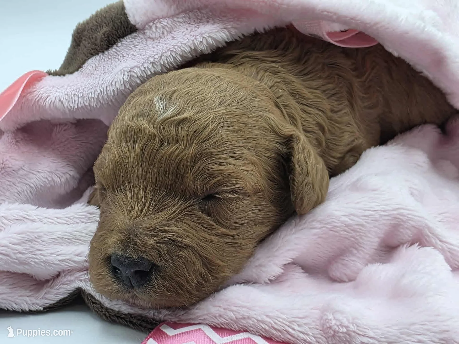 AKC Bella, a female Poodle - Miniature  for sale in Danville, PA – Photo 2 of 10