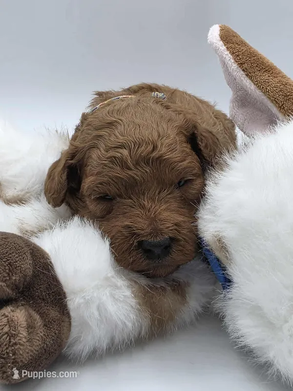 AKC Romeo – Poodle - Miniature  puppy for sale in Danville, PA