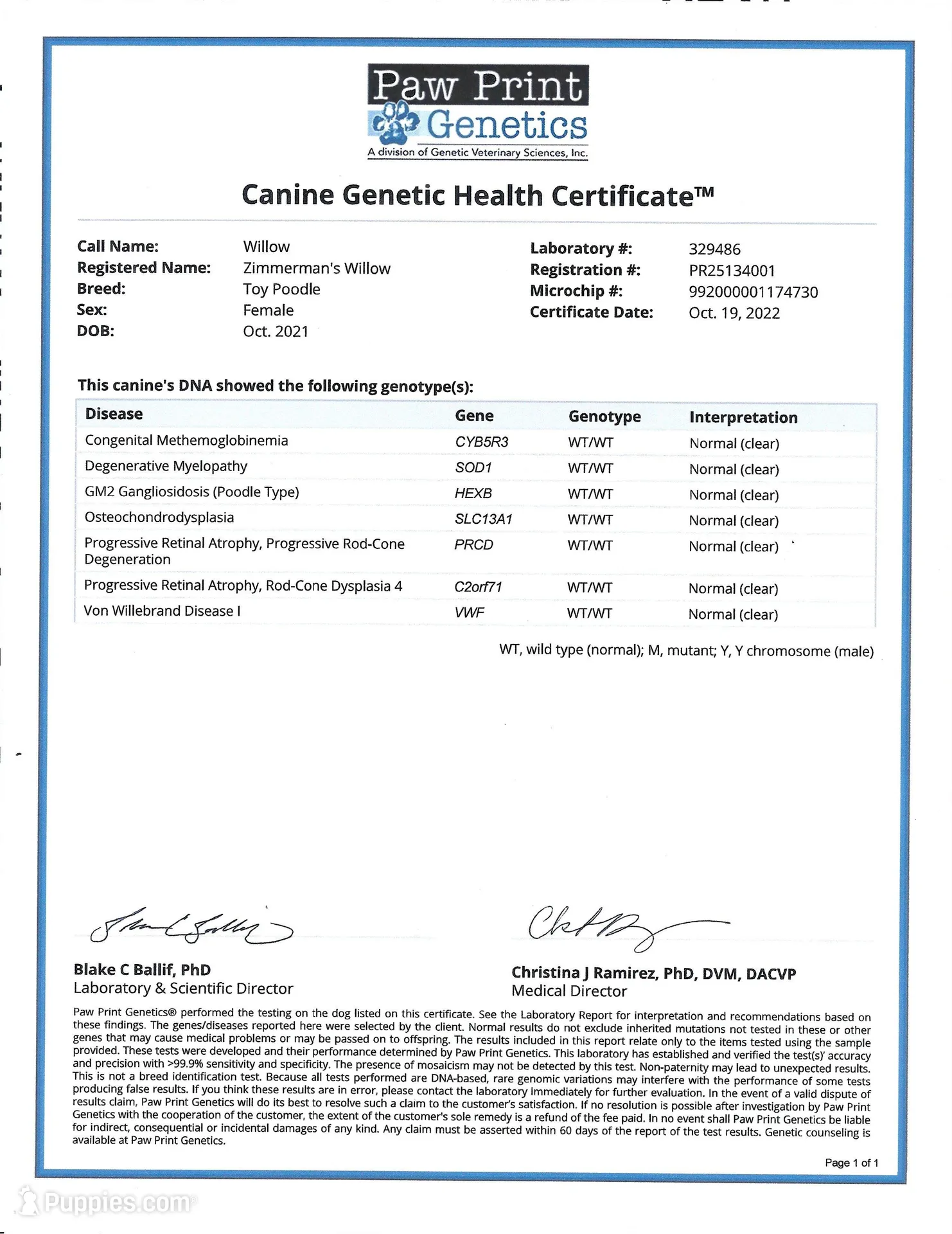 AKC Duchess, a male Poodle - Toy  for sale in Danville, PA – Photo 7 of 10