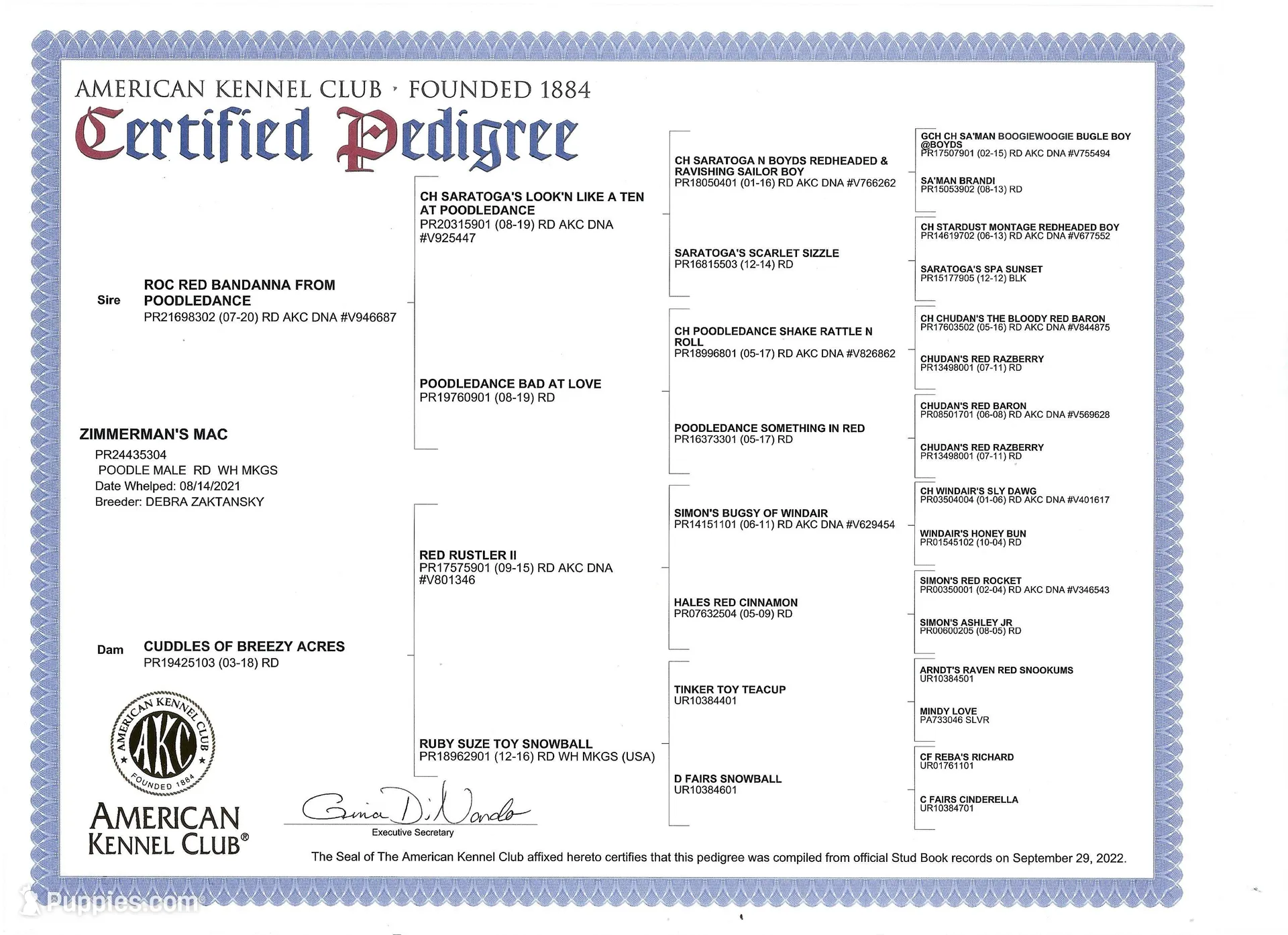 AKC Genevive, a female Poodle - Miniature  for sale in Danville, PA – Photo 9 of 10