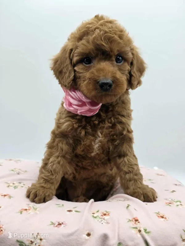 AKC Genevive – Poodle - Miniature  puppy for sale in Danville, PA