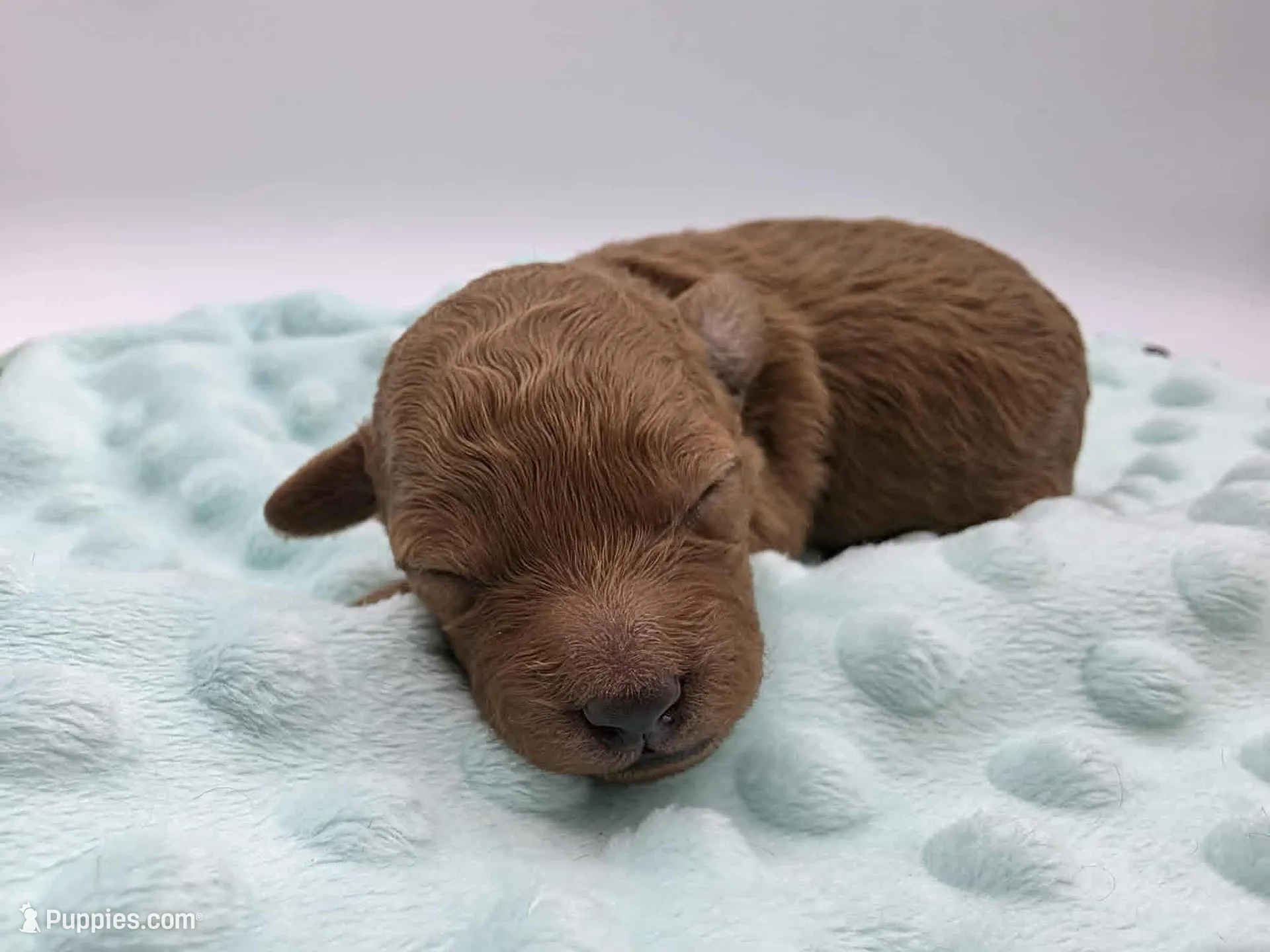 AKC Teddy, a male Poodle - Toy  for sale in Danville, PA – Photo 3 of 10