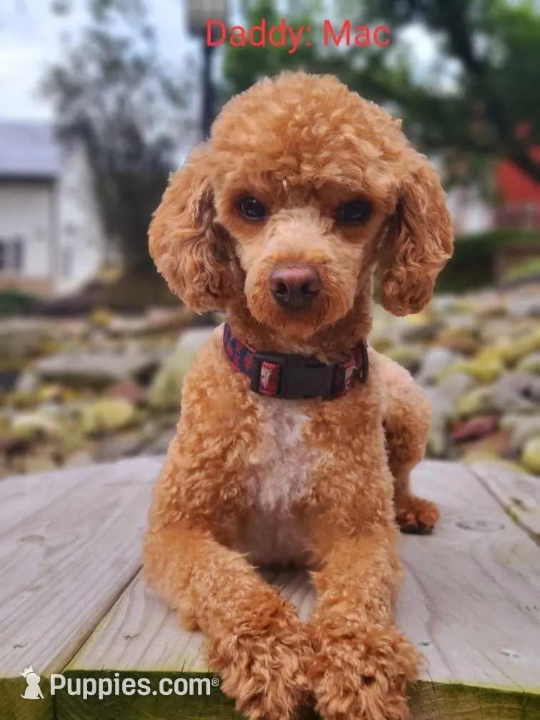AKC Teddy, a male Poodle - Toy  for sale in Danville, PA – Photo 8 of 10