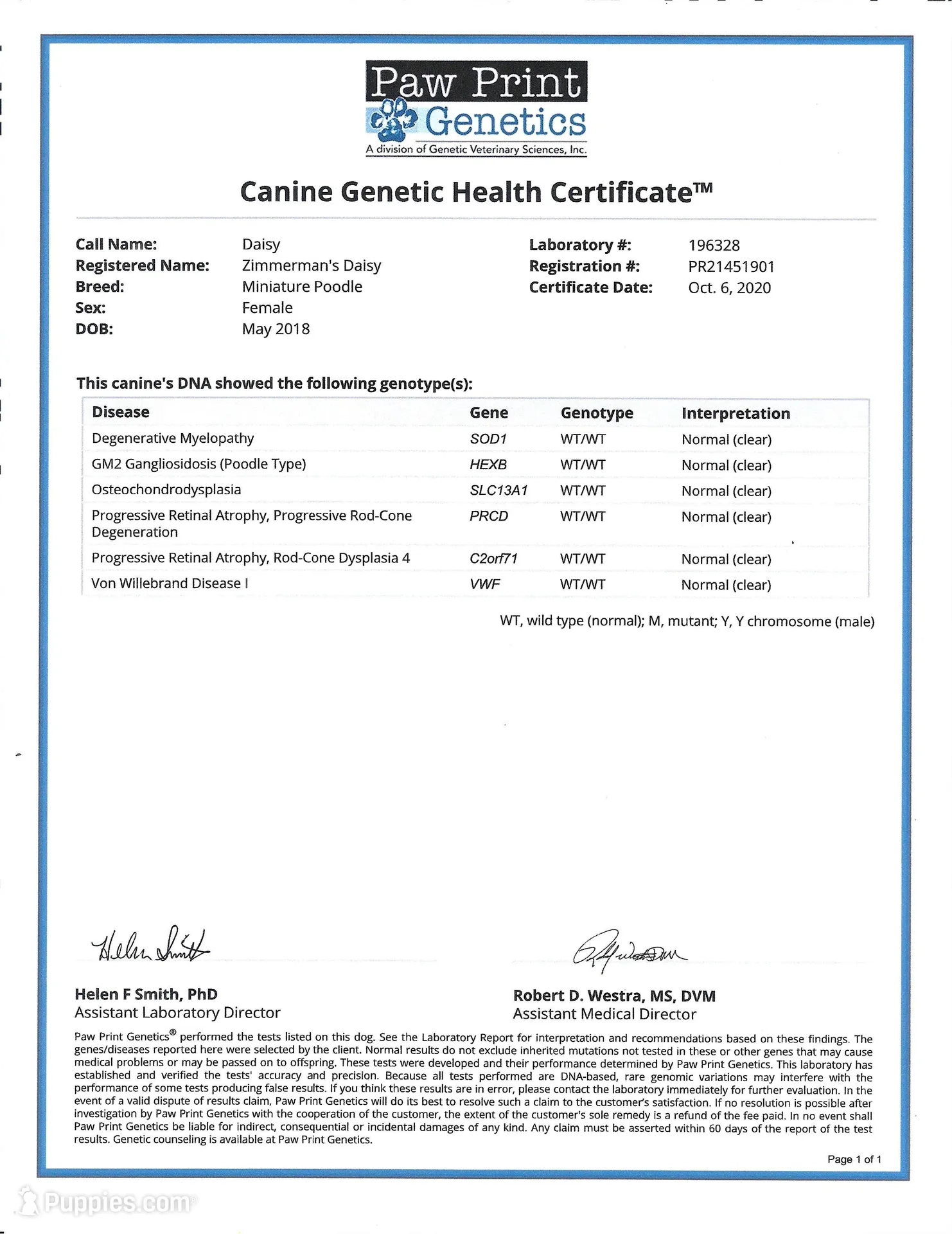 AKC Bella, a female Poodle - Miniature  for sale in Danville, PA – Photo 7 of 10