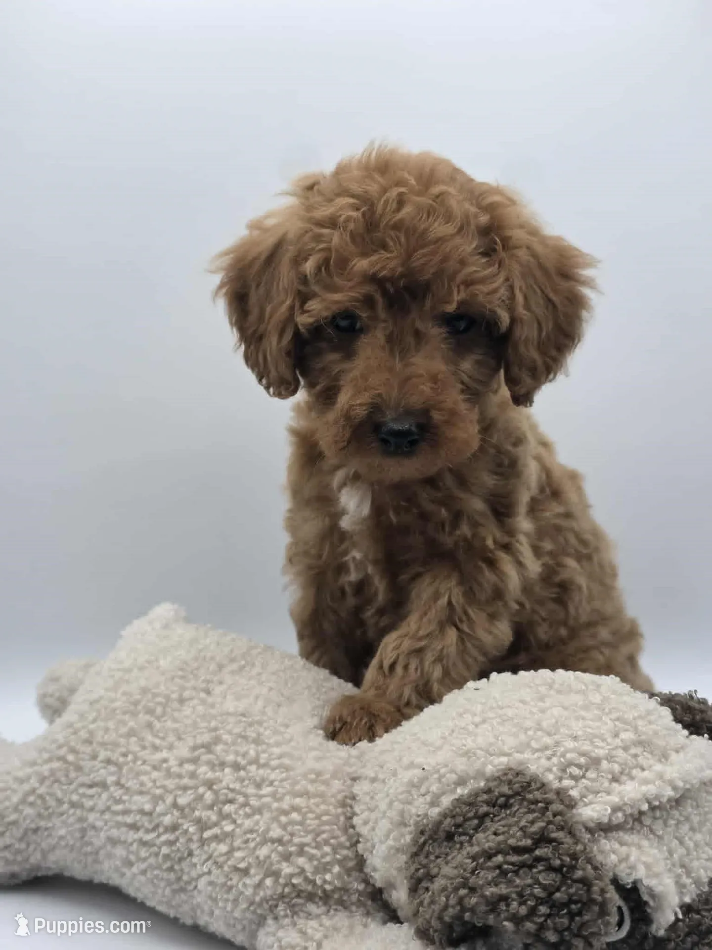 AKC Gus, a male Poodle - Toy  for sale in Danville, PA – 2 of 10