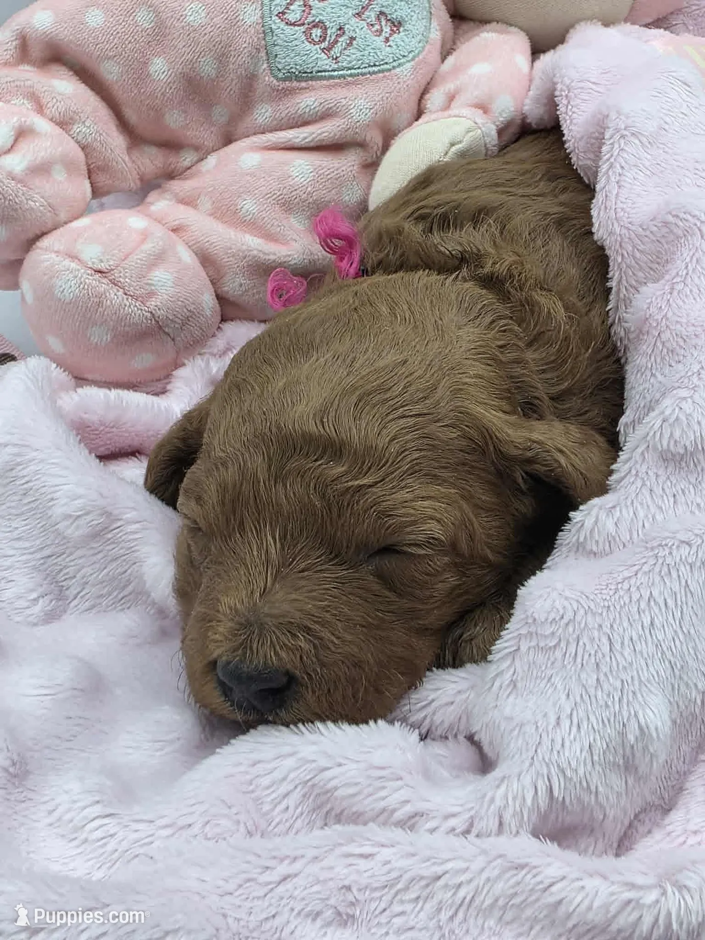 AKC Genevive, a female Poodle - Miniature  for sale in Danville, PA – Photo 2 of 10