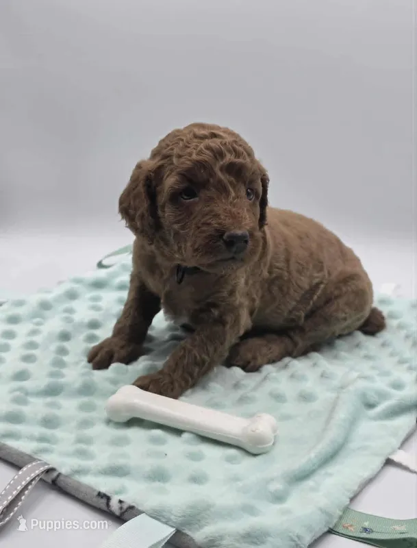 AKC Duke – Poodle - Miniature  puppy for sale in Danville, PA