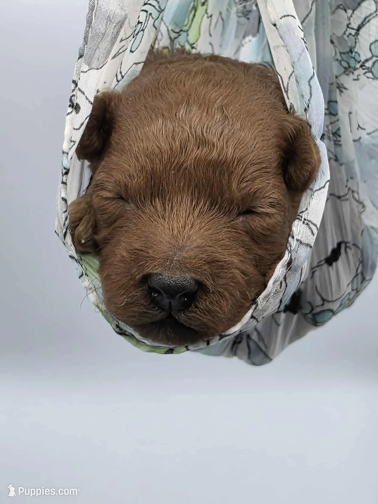 AKC Romeo, a male Poodle - Miniature  for sale in Danville, PA – Photo 2 of 10