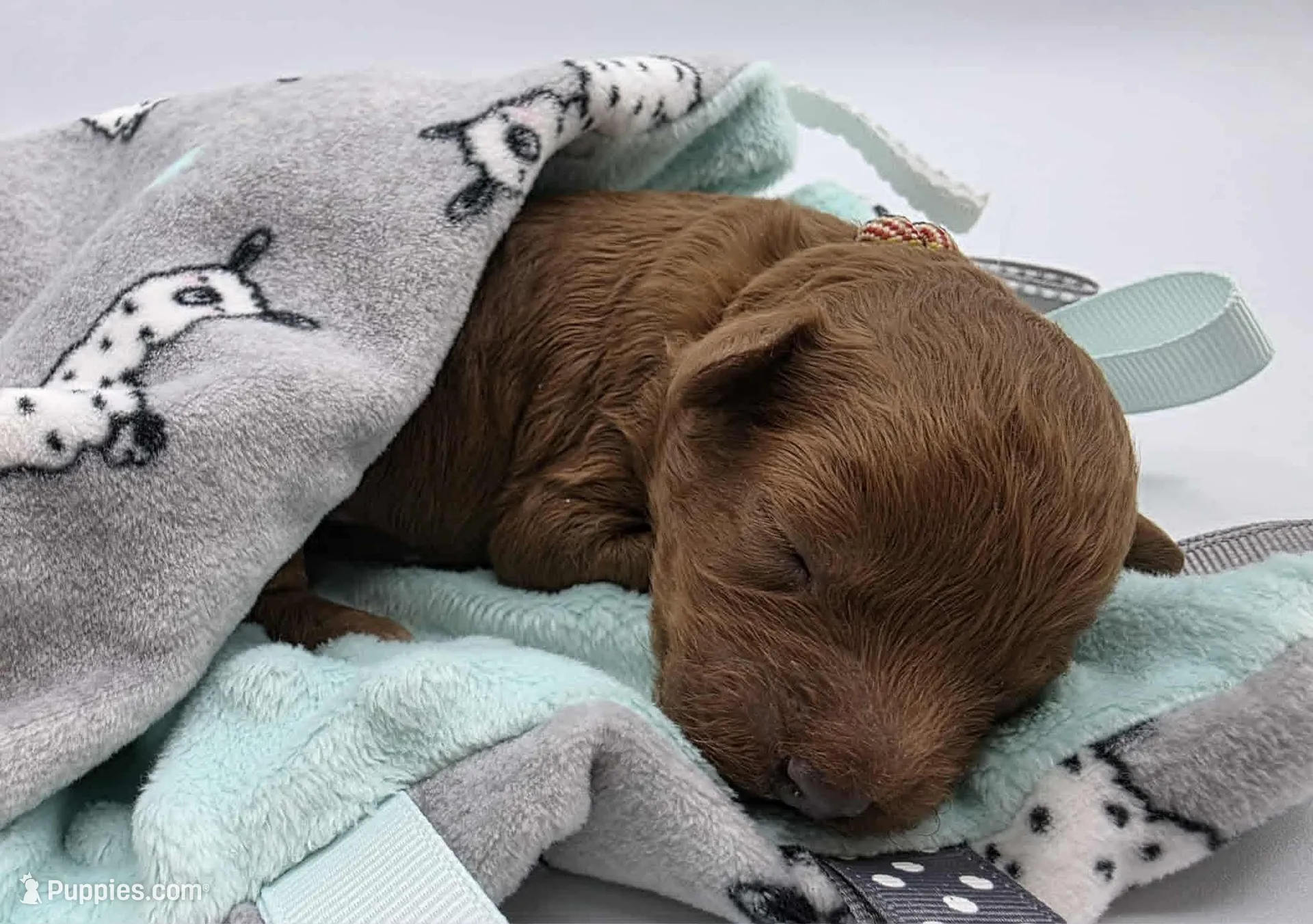 AKC Romeo, a male Poodle - Miniature  for sale in Danville, PA – Photo 3 of 10