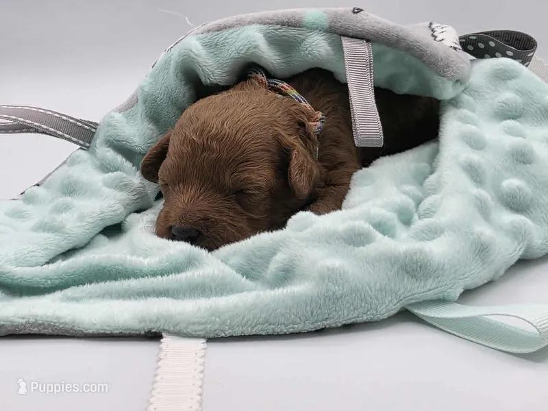 AKC Romeo – Poodle - Miniature  puppy for sale in Danville, PA