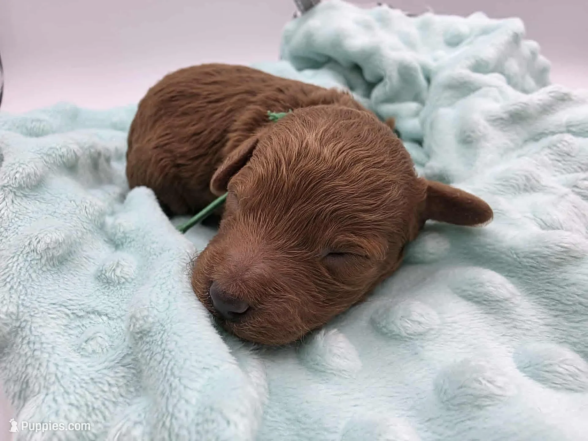AKC Gus, a male Poodle - Toy  for sale in Danville, PA – Photo 3 of 10