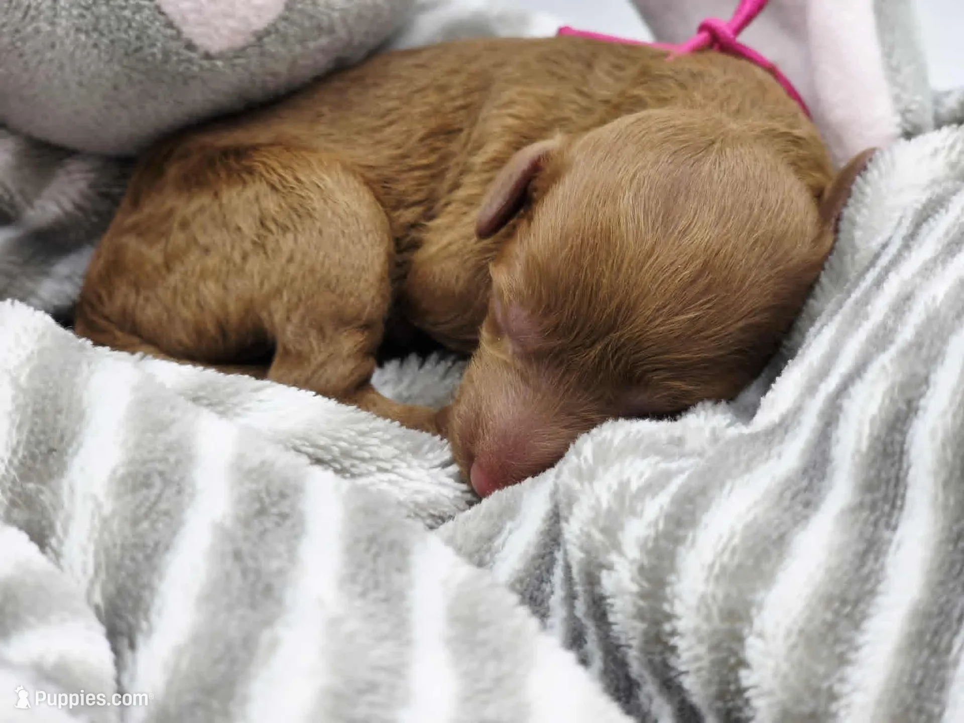AKC Genevive, a female Poodle - Miniature  for sale in Danville, PA – Photo 4 of 10