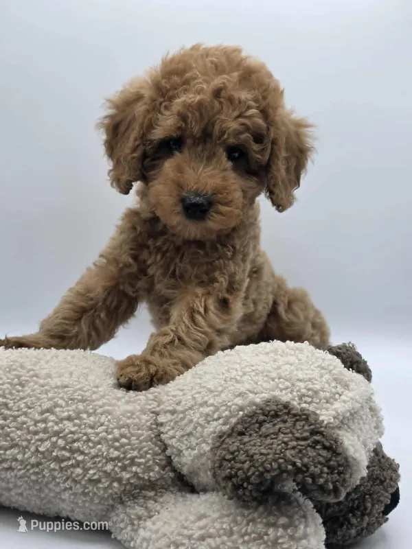 AKC Milo – Poodle - Toy  puppy for sale in Danville, PA