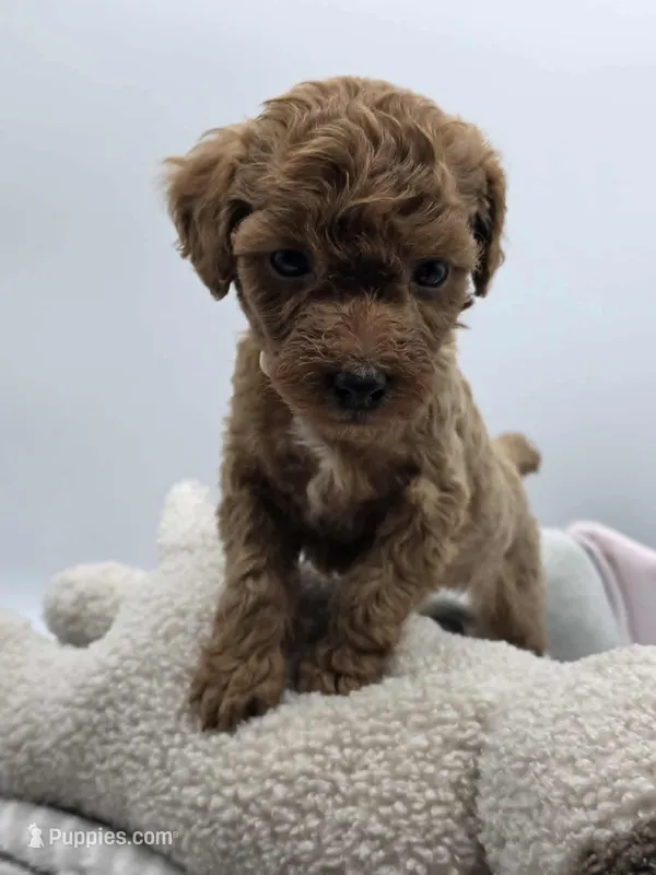 AKC Gus – Poodle - Toy  puppy for sale in Danville, PA