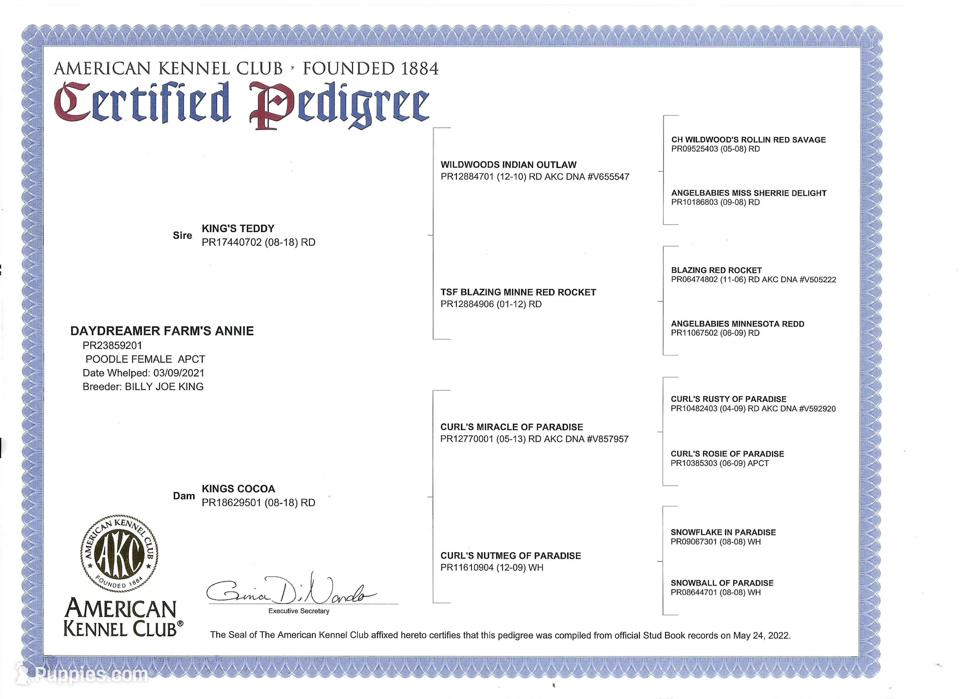 AKC Teddy, a male Poodle - Toy  for sale in Danville, PA – Photo 7 of 10