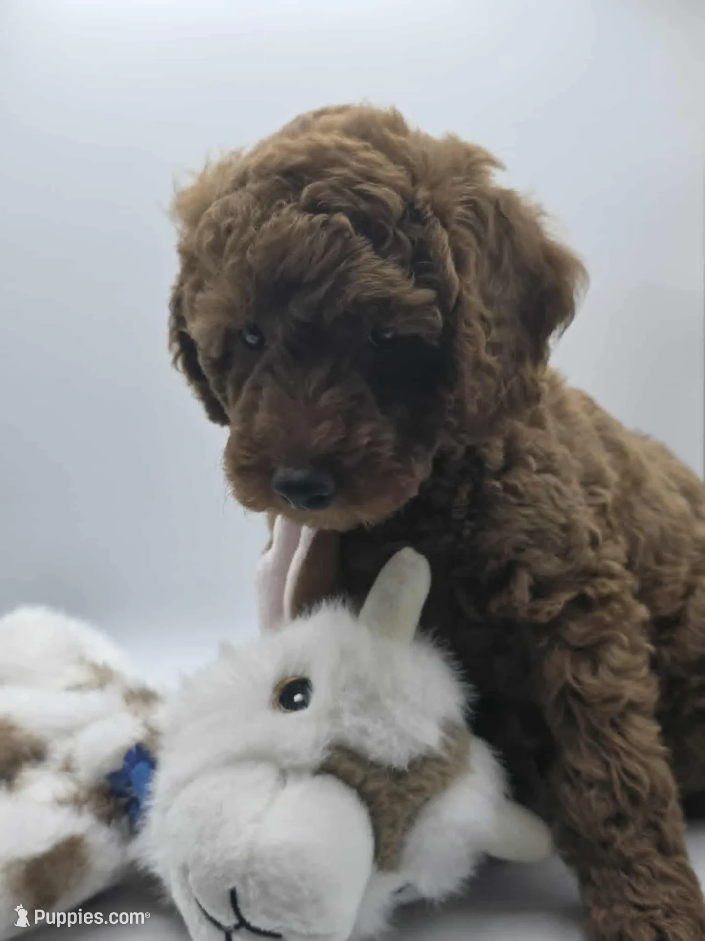 AKC Duke, a male Poodle - Miniature  for sale in Danville, PA – 2 of 10