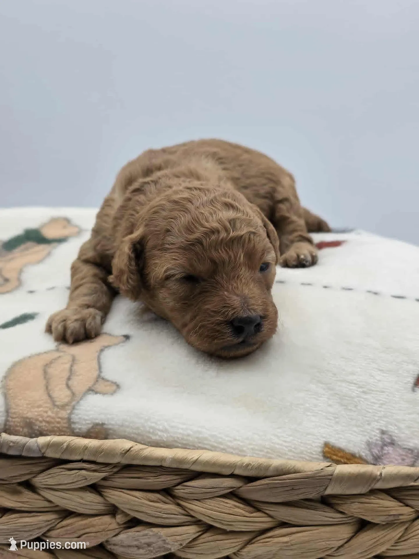AKC Teddy, a male Poodle - Toy  for sale in Danville, PA – Photo 2 of 10