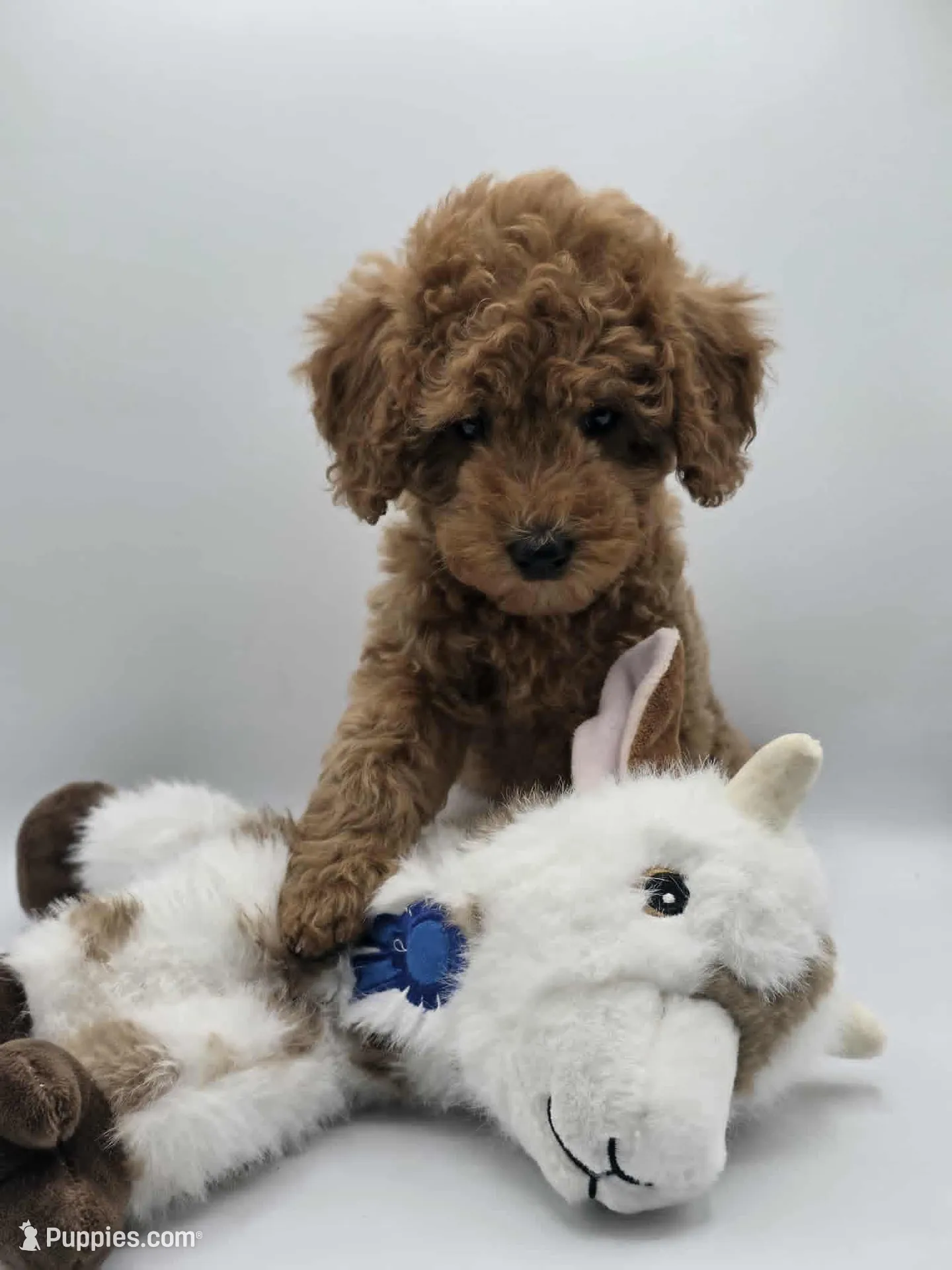 AKC Milo, a male Poodle - Toy  for sale in Danville, PA – 2 of 10